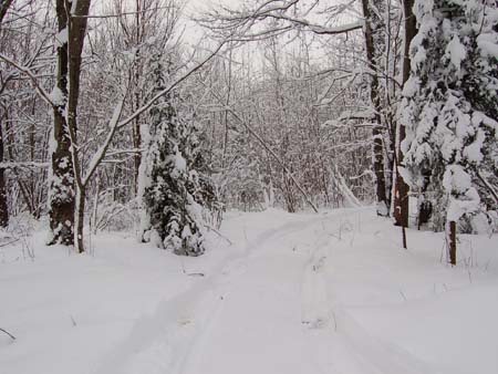 Winter Bush Trail
