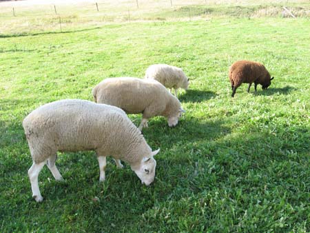 Sheep Eating Grass