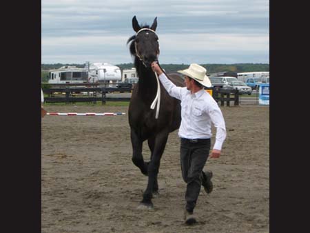 Horse Show