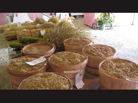 Grain Display