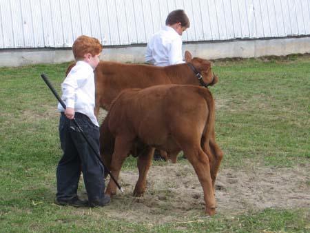 Junior Beef Show