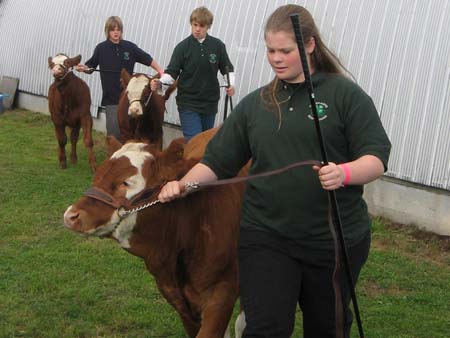 4H Beef Show