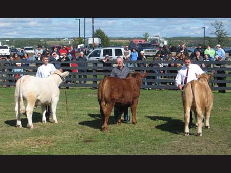 Steer Show