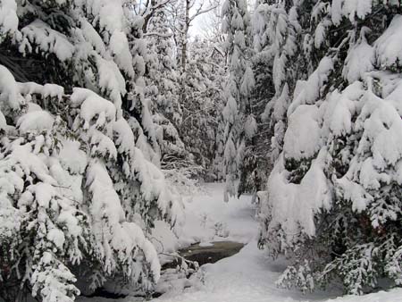 Snow Covered Trees