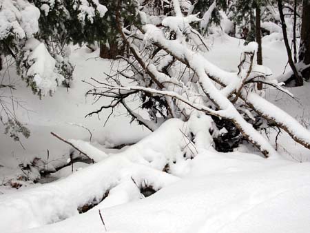Snow In The Bush