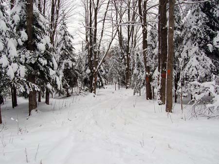 The Sugar Bush Trail