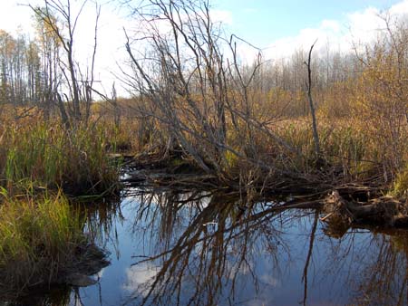 The Swamp