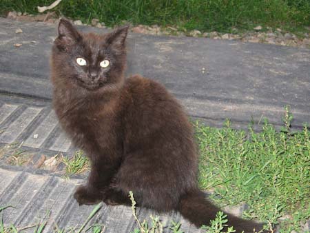Black Cat