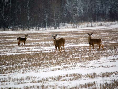 3 Deer