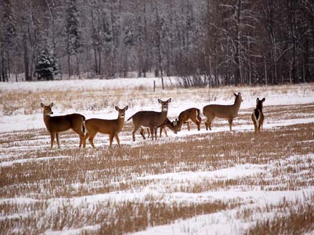 Field of Deer