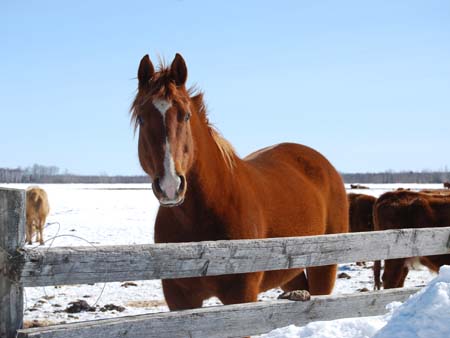 Horse