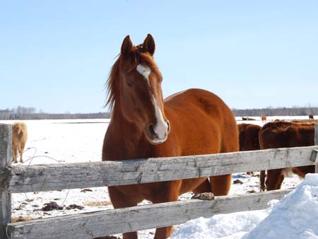 Horse at Fence