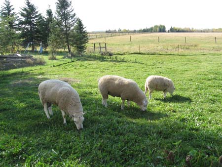 Sheep in Field