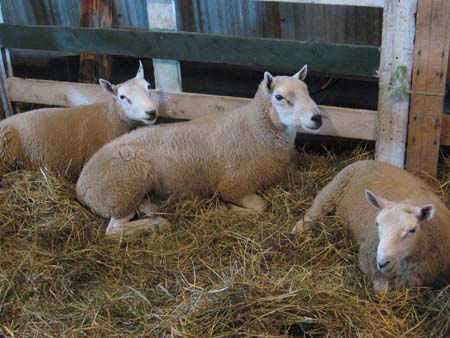 Sheep Laying Down