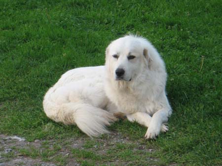 White Dog