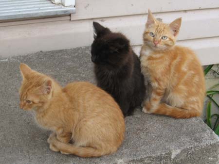 3 Cats