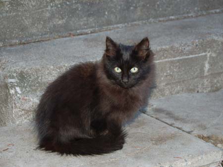 Black Cat 2
