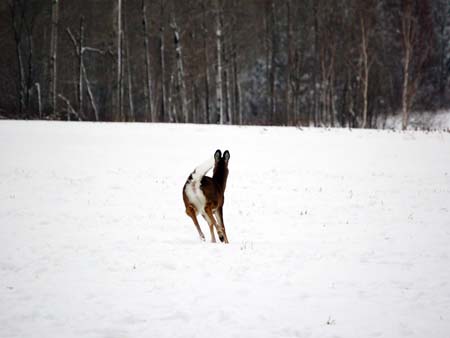 Deer Running