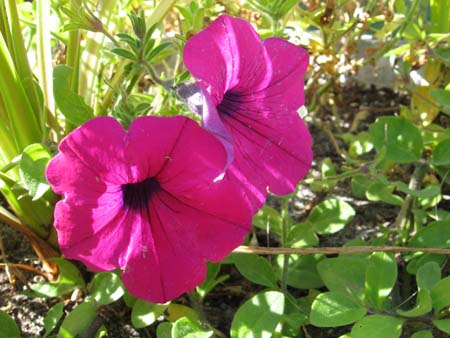 Petunias