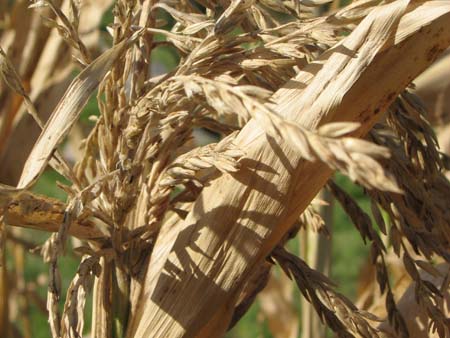 Ear of Corn