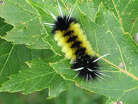 Caterpillar
