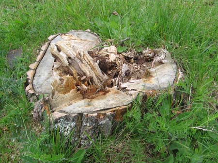 Stump