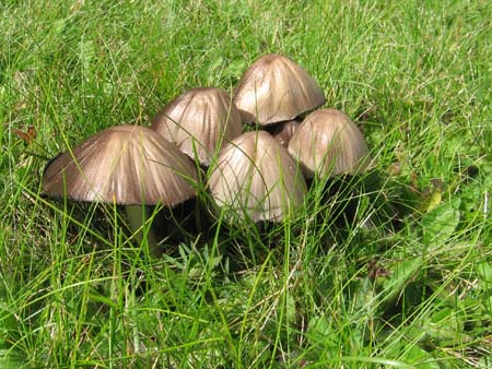 Mushrooms