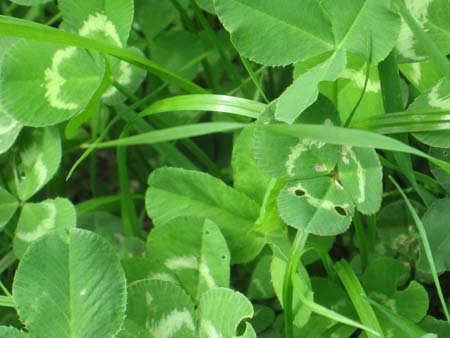 Clover Leaves