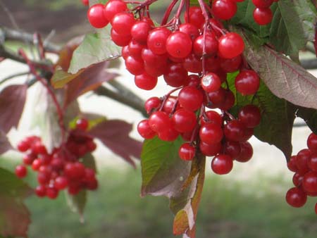 Choke Cherries
