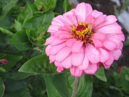 Flower