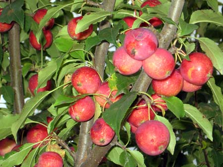 Crab Apples