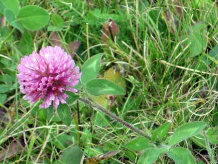 Clover