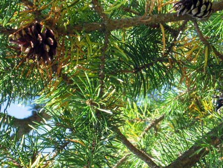 Pine Cones