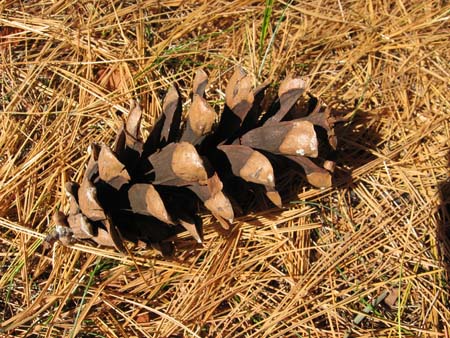 Pine Cone